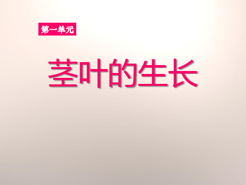 《茎叶的生长》 PPT实用课件2