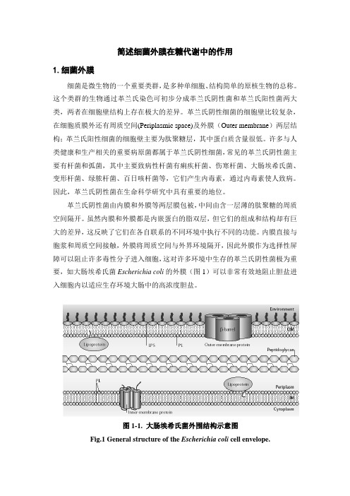 简述细菌外膜在糖代谢中的作用