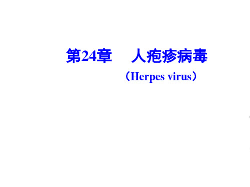 课件：人类疱疹病毒