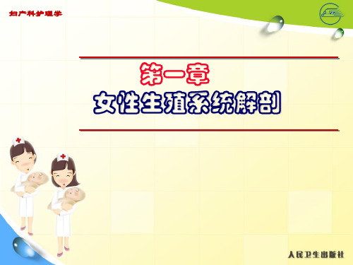 第一章女性生殖系统解剖