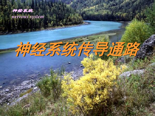 神经系统传导通路