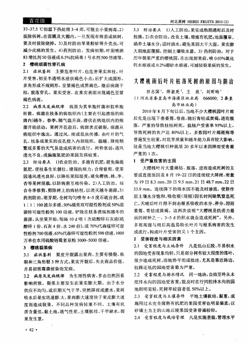大樱桃雨后叶片枯落死树的原因与防治
