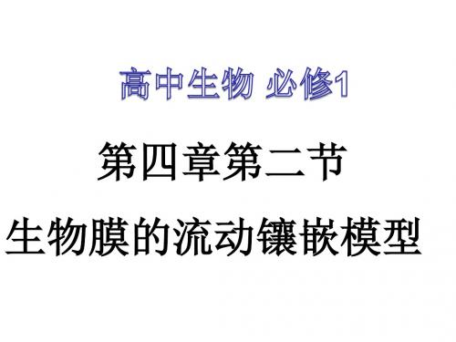 人教版高中生物必修一4.2流动镶嵌模型(共24张PPT)