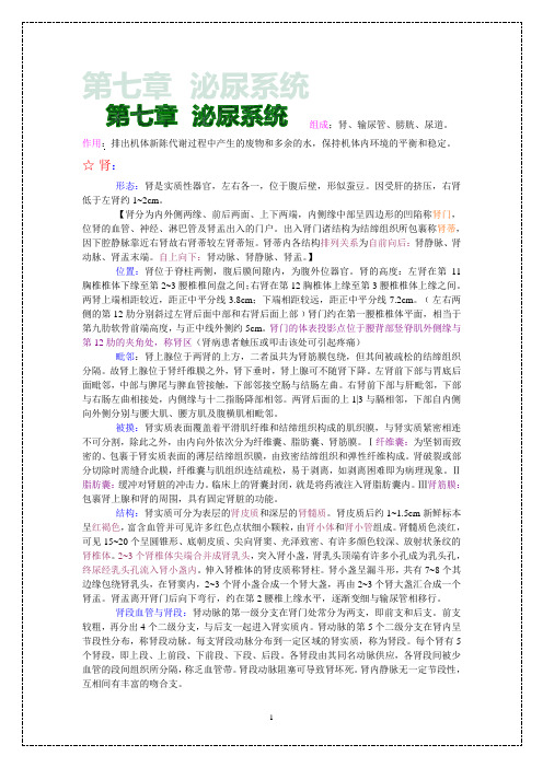 系统解剖学之泌尿系统