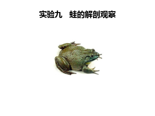 实验9-蛙的解剖观察