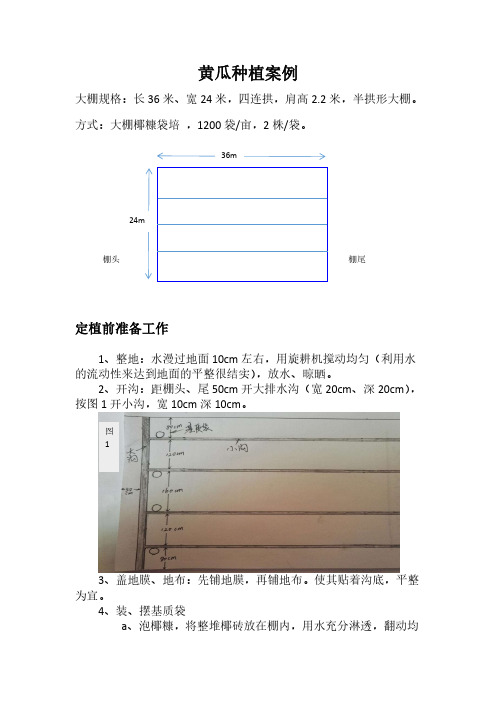 黄瓜无土栽培