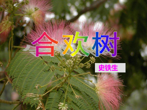 合欢树说课课件