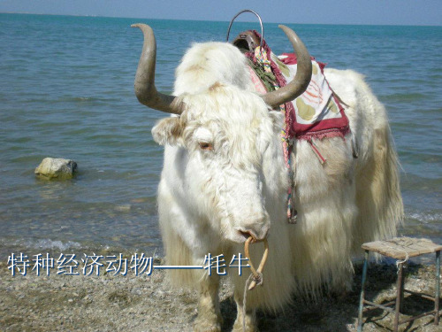特种经济动物__牦牛