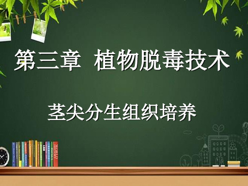 植物脱毒技术 PPT课件