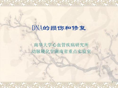 DNA的损伤和修复讲述