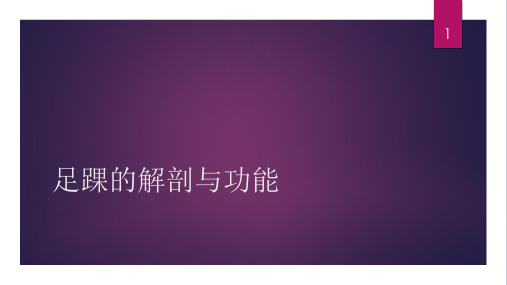 足踝解剖PPT参考幻灯片
