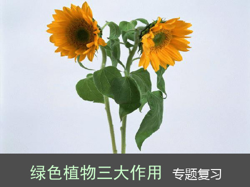人教版初中生物专题复习绿色植物的三大作用课件(共28张PPT)