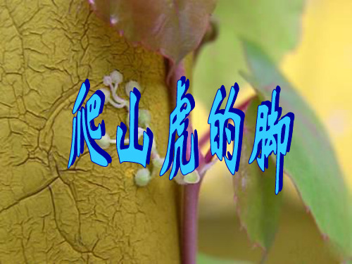 爬山虎的脚第二课时-我的公开课精品PPT课件