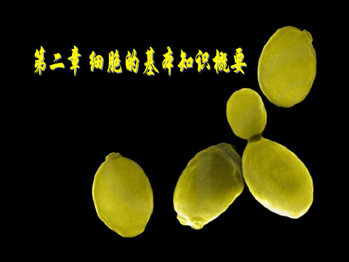 细胞的基本知识概要