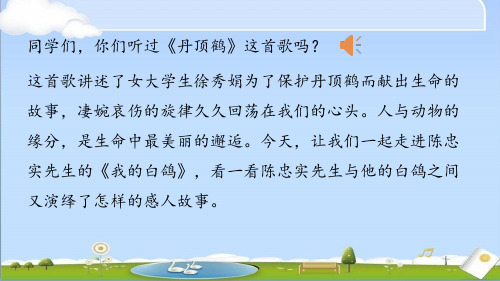 2024年秋新人教版七年级上册语文教学课件 第5单元18《我的白鸽》课时1