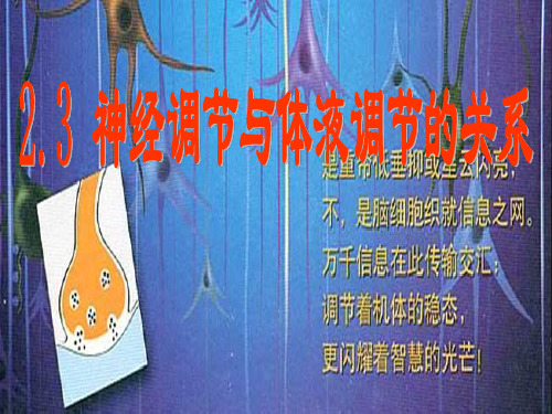 人教版高中生物必修三第二章-第三节-神经调节与体液调节的关系(15张)