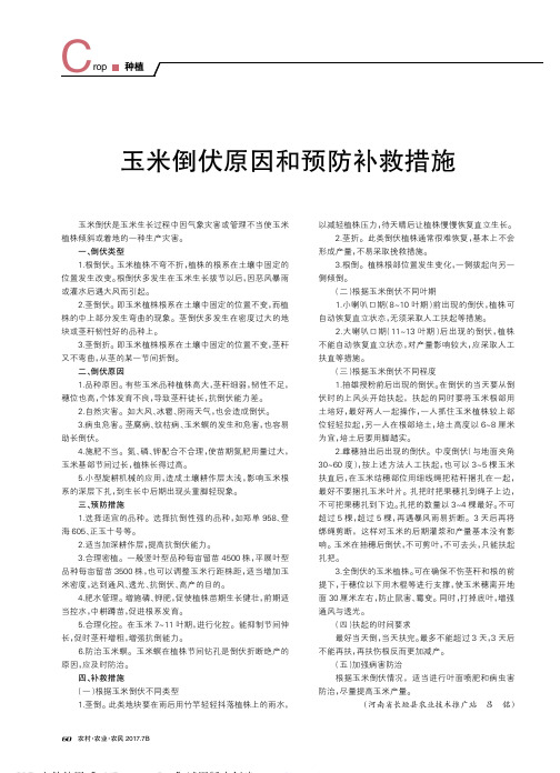 玉米倒伏原因和预防补救措施