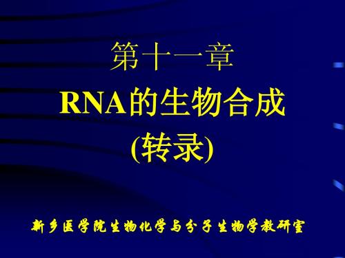 第十一章  转录