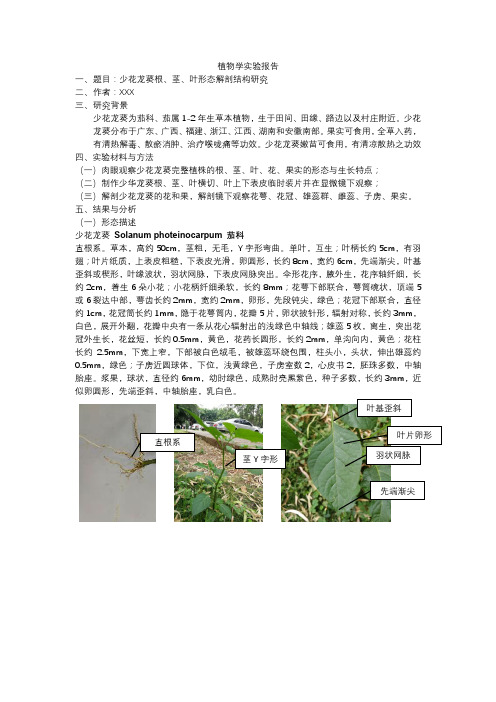 少花龙葵实验报告