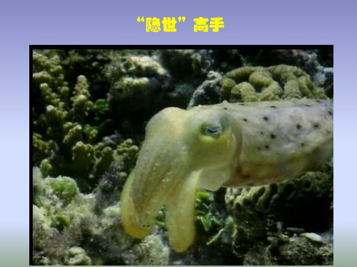 苏教版七年级生物上册1.1.2《生物与环境的关系》课件(共18张PPT)