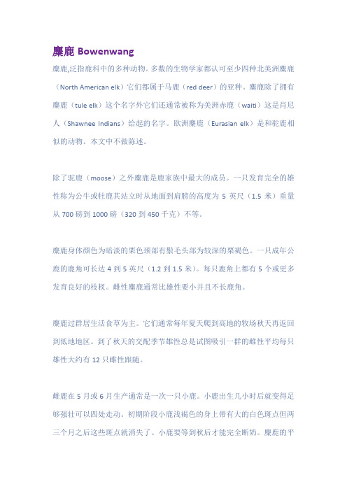 麋鹿Bowenwang