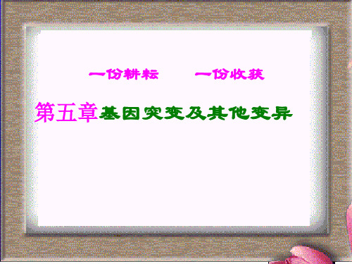 高中生物必修二第五章复习 PPT课件 图文