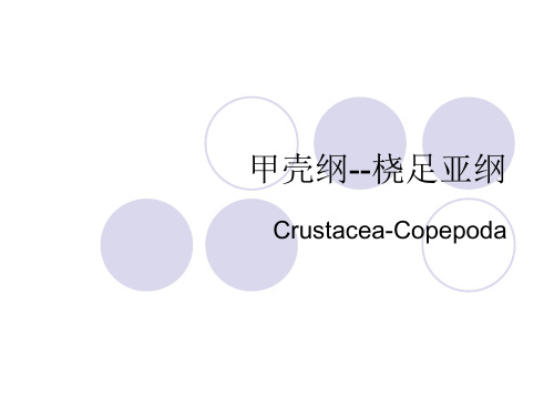第二篇第四章 桡足类