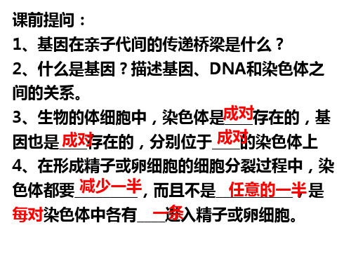人教版生物八年级下册7.2.3基因的显性和隐性 课件