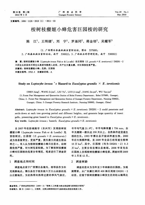 桉树枝瘿姬小蜂危害巨园桉的研究