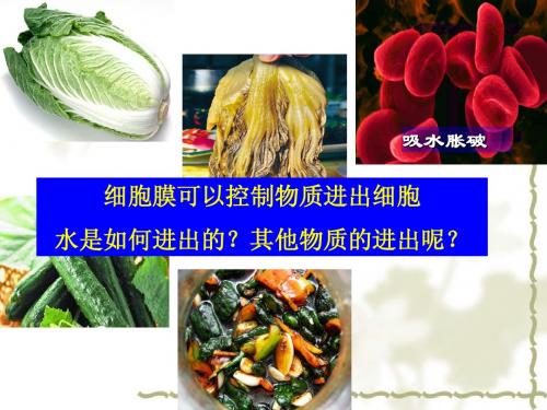 物质跨膜运输实例
