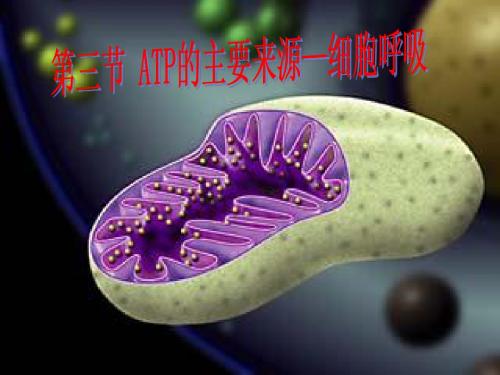 5.3+ATP的主要来源-细胞呼吸