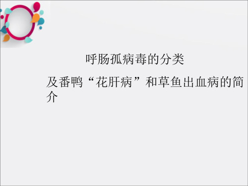 呼肠孤病毒及番鸭花肝病和草鱼出血病的简介