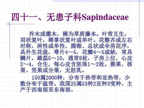 园林绿化植物(41.无患子科)