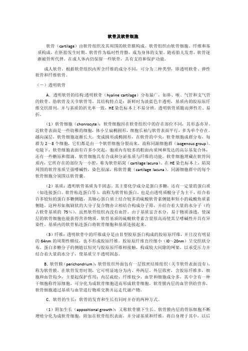 软骨细胞