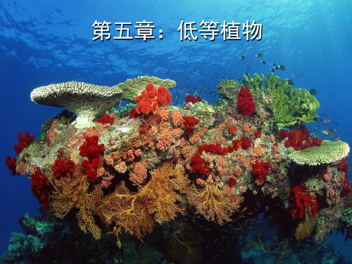 药用植物学_低等植物