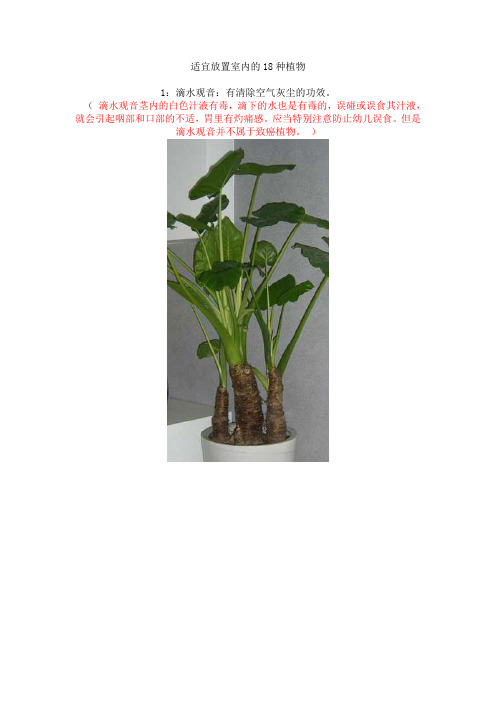 适宜放置室内的18种植物