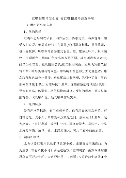 红嘴相思鸟怎么养 养红嘴相思鸟注意事项