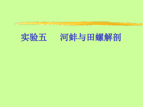 实验五河蚌解剖课件