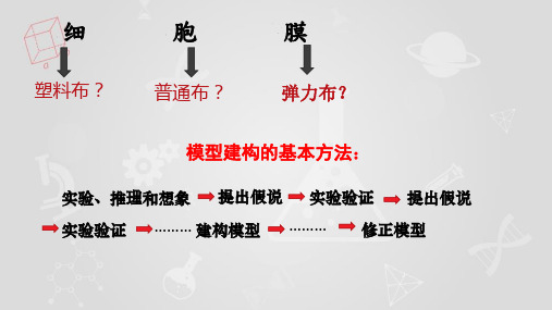 高中生物必修1课件生物膜的流动镶嵌模型