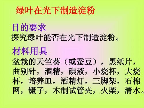 绿叶在光下制造淀粉