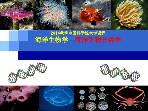 海洋生物学—海洋生物分类学：第1讲-总论