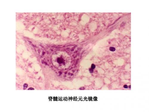 神经系镜下图片