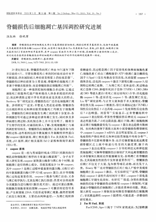 脊髓损伤后细胞凋亡基因调控研究进展
