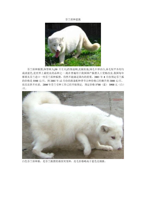 芬兰原种狐(蓝狐、白狐)