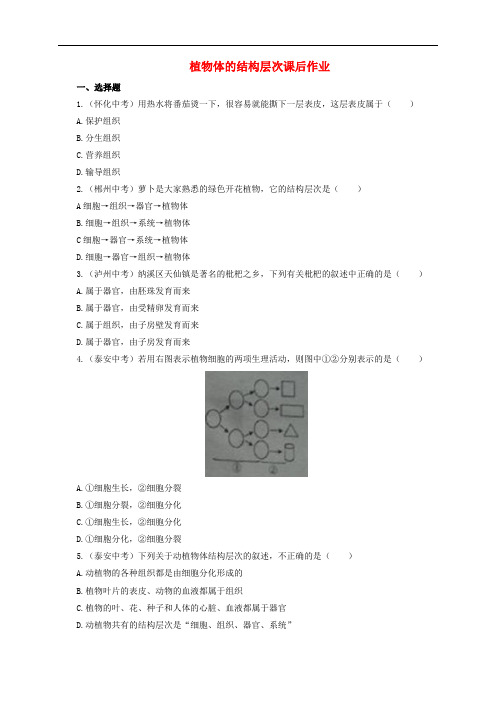 七年级生物上册 2.2.3 植物体的结构层次课后作业 (新版)新人教版
