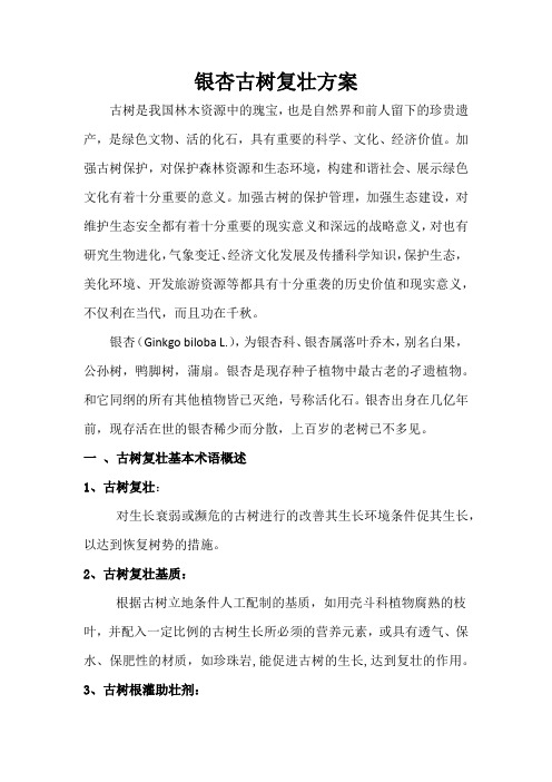 银杏古树复壮