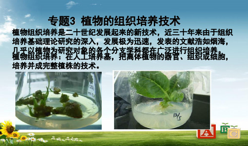 高中生物专题3植物的组织培养技术课题3菊花的组织培养课件新人教版选修1