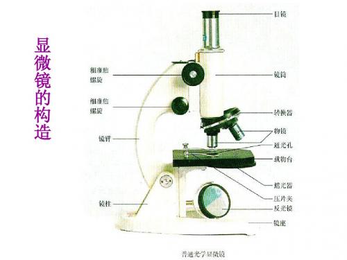 人教版教学课件《显微镜的使用》