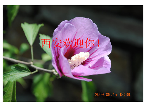 西安小吃介绍PPT图文并茂!