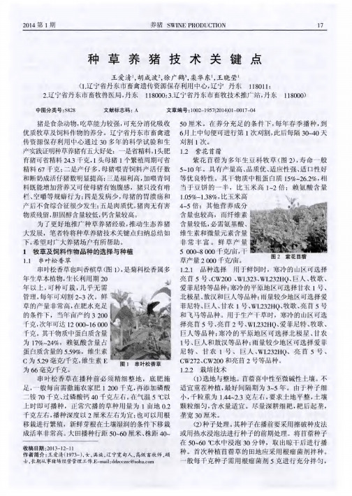 种草养猪技术关键点